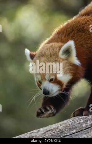 panda rosso, primo piano, su un ramo d'albero Foto Stock