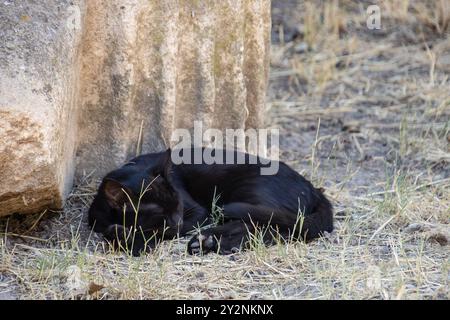 gatto nero che dorme vicino a un muro di pietra Foto Stock
