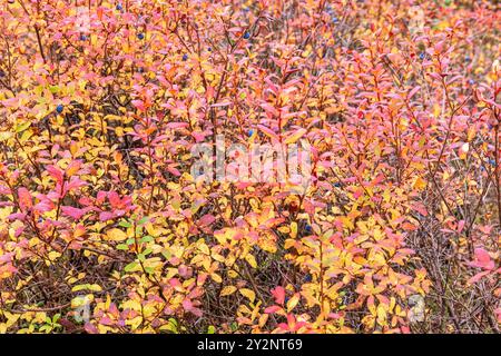 Cespugli di mirtilli di colore autunnale Foto Stock