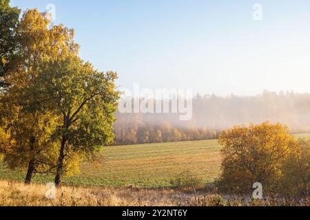 Alberi dai colori autunnali con nebbia nel paesaggio Foto Stock