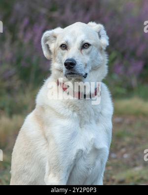 DogUK di soccorso stradale rumeno Foto Stock