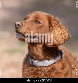 Cavapoo cane testa studio Regno Unito Foto Stock