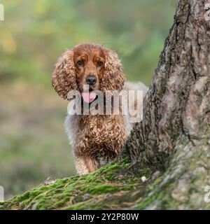 Cocker spaniel inglese che guarda intorno a un albero Foto Stock