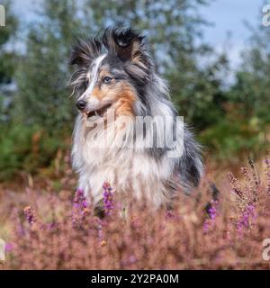 Cane da pastore delle shetland in piedi a Scottish heather UK Foto Stock