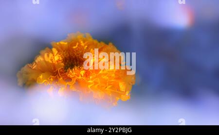 Tagetes arancio fiore con foschia blu, nebbia, sfocatura. Cartolina con spazio di copia. Foto Stock