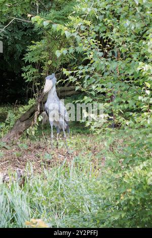 Shoebill (Balaeniceps rex), noto anche come balena, cicogna con testa di balena, cicogna con beccuccio di scarpe al Pairi Daiza di Brugelette, Belgio Foto Stock
