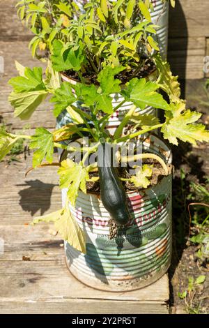 Le zucchine vengono coltivate all'aperto in lattine di latta riutilizzate Foto Stock