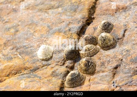 primo piano di conchiglie a zuffe su rocce Foto Stock