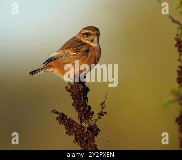 Donna Stonechat, (Saxicola torquata) Darley and Nutwood Reserve, Derby Derbyshire Regno Unito Foto Stock