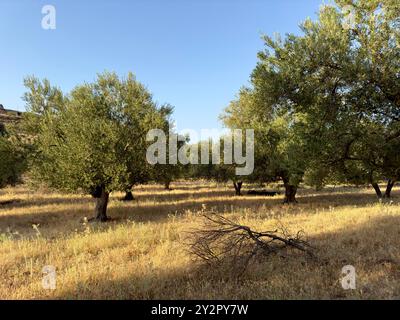 Pittoreschi oliveti greci crogiolano sotto il sole caldo, circondati da erba secca, catturando l'essenza del paesaggio mediterraneo. Foto Stock