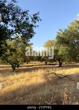 Pittoreschi oliveti greci crogiolano sotto il sole caldo, circondati da erba secca, catturando l'essenza del paesaggio mediterraneo. Foto Stock