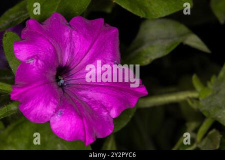 Primo piano di un'imperfetta petunia viola Surfinia reale, questo fiore è noto per i suoi colori vivaci e per la bassa manutenzione. Foto Stock