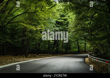 Una strada tranquilla da Kartli a Kakheti, si snoda attraverso una lussureggiante area boscosa nelle montagne del Caucaso in Georgia, che sfoggia una vivace folia verde Foto Stock