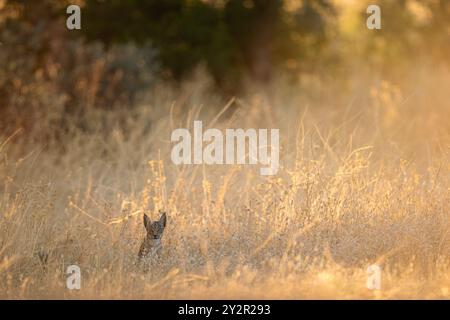 Una sfuggente lince iberica si annida nelle erbe dorate e soleggiate di Ciudad Real, Spagna, che mostra la bellezza della fauna selvatica e della natura in armonia Foto Stock