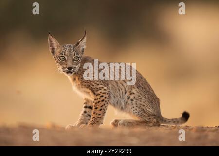 Un cucciolo di lince iberica si erge alla luce della luce sbiadita di Ciudad Real, Spagna, mostrando il suo caratteristico cappotto maculato e lo sguardo penetrante Foto Stock