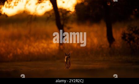 Una lince iberica cammina sotto il tramonto dorato a Ciudad Real, in Spagna, questa immagine cattura il momento sereno della fauna selvatica nel suo habitat naturale Foto Stock