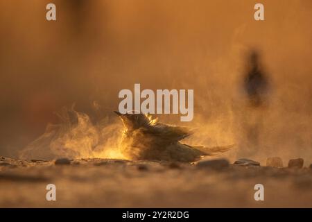 Un picchio verde europeo, Picus viridis, fa un bagno di polvere su un terreno roccioso, avvolto da vortici di polvere evidenziati da una calda e dorata luce solare Foto Stock