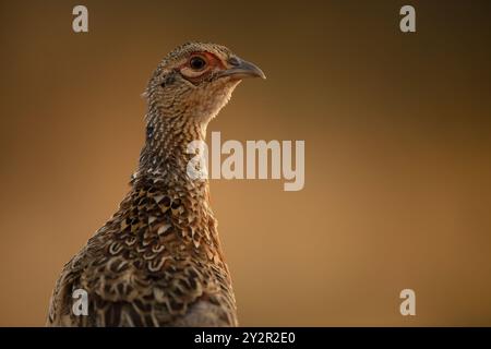 Un'immagine ravvicinata di un fagiano comune, Phasianus colchicus, collocato su uno sfondo dorato e liscio, che mette in risalto il suo piumaggio testurizzato Foto Stock