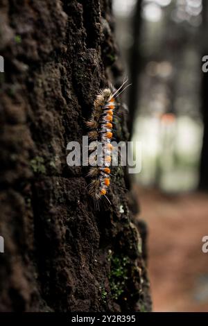 Vivace bruco con segni arancioni e neri che si arrampicano sulla corteccia aspra di un albero nel Parco Nazionale la Marquesa, Toluca, Messico. Foto Stock