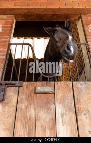 Un'immagine ravvicinata mostra un cavallo che sbircia fuori dalla sua stalla attraverso una rustica finestra di legno in un centro equestre Foto Stock