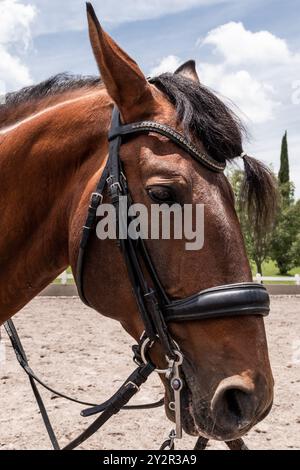 Cattura ravvicinata di un cavallo con una briglia, evidenziando la cura fornita dai cavalieri in un centro equestre sotto un cielo limpido Foto Stock