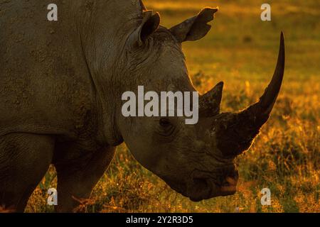 Un primo piano di un maestoso rinoceronte crogiolato nel caldo bagliore del tramonto all'interno della tranquilla distesa del Parco Nazionale di Nakuru. Foto Stock