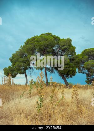 Tranquillo paesaggio caratterizzato da alti pini verdi su un campo di erba secca e dorata sotto un cielo blu limpido, catturando un senso di pace solitudine e. Foto Stock