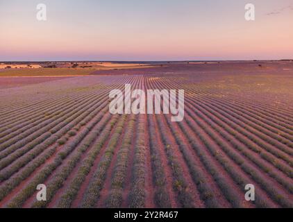 Un'incantevole fotografia aerea che cattura la bellezza simmetrica degli infiniti campi di lavanda a Brihuega, Guadalajara, durante un tranquillo tramonto Foto Stock