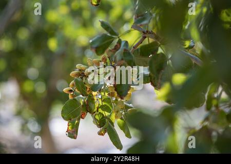 La luce del sole filtra attraverso le foglie degli alberi di pistacchio, mostrando il ricco raccolto di Castilla la Mancha, Spagna Foto Stock