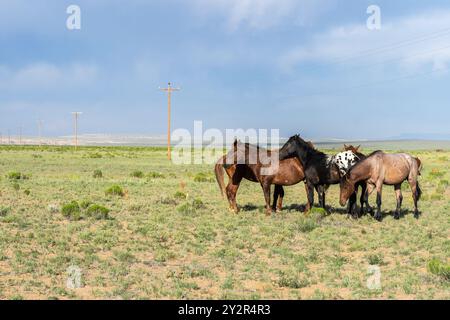 Un gruppo di cavalli pascolano pacificamente su un vasto e verde campo di campagna sotto un cielo blu luminoso con pali di servizio sullo sfondo. Foto Stock