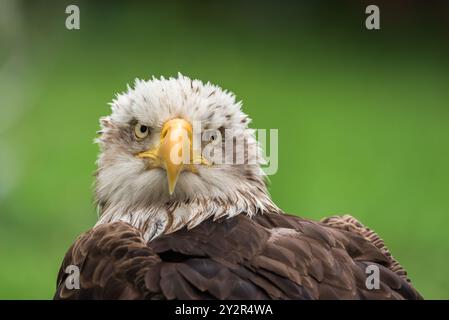 Ritraendo lo sguardo intenso di un'aquila calva, questo primo piano cattura la texture dettagliata delle piume del maestoso uccello e il suo caratteristico becco giallo Foto Stock