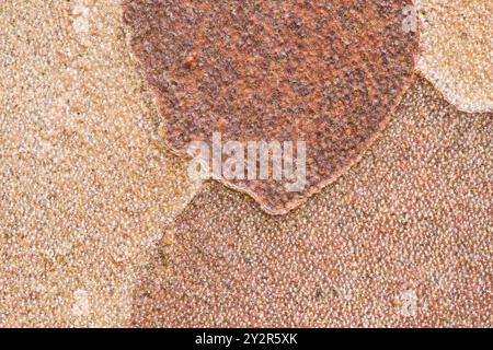 Vista ravvicinata che cattura gli intricati motivi astratti e le texture della corteccia pelata sulla superficie di un albero d'acero Stewartia pseudocamellia, Highlig Foto Stock