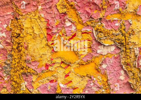 Un intenso primo piano di una vecchia superficie, che rivela una ricca trama di intemperie, incrinate, nelle tonalità del giallo e del rosa. Foto Stock