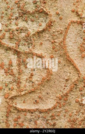 Immagine ravvicinata della corteccia testurizzata della betulla rossa cinese o della Betula albosinensis, con la sua superficie ruvida e la sua pelatura, le macchie brune-rossastre, Foto Stock
