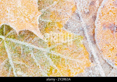 Una vista macro delle foglie con fantasie intricate con cristalli di ghiaccio, che mostrano la delicata arte della natura, mentre il gelo si aggrappa al vivace intreccio del fogliame Foto Stock