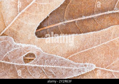 Una vista ravvicinata delle foglie baciate dal gelo che mostra dettagli intricati di vene di foglie e cristalli di ghiaccio, segnalando il passaggio dall'autunno all'inverno. Foto Stock