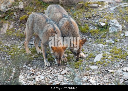 Due lupi selvaggi esplorano con cautela il loro terreno roccioso, mostrando un comportamento naturale e l'interazione tra loro in natura. Foto Stock