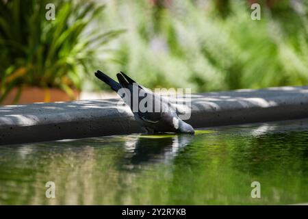 Un piccione grigio viene catturato bevendo da una superficie d'acqua riflettente, circondato da una vegetazione lussureggiante, mostrando un'interazione serena con la natura Foto Stock