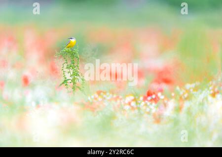 Prato in fiori, belle fotografie artistiche della coda di cavallo gialla occidentale (Motacilla flava) Foto Stock