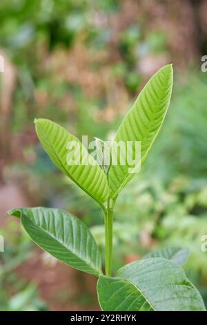 primo piano di una giovane pianta di guava nel giardino, piccoli alberi o arbusti in rapida crescita comuni nelle regioni tropicali e subtropicali, messa a fuoco morbida con spazio copia Foto Stock