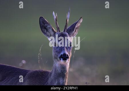 Primo piano di un giovane cervo con piccole corna in un ambiente naturale, catturato al crepuscolo con luce soffusa. Foto Stock