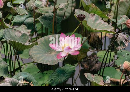 Delicati petali di loto rosa e bianco si aprono con grazia sopra l'acqua calma, accompagnati da foglie verdi vibranti e sereni riflessi sotto la calda S Foto Stock