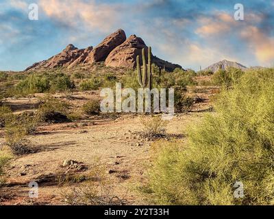 Sunset, Papago Park, Sonoran Desert, Arizona Foto Stock