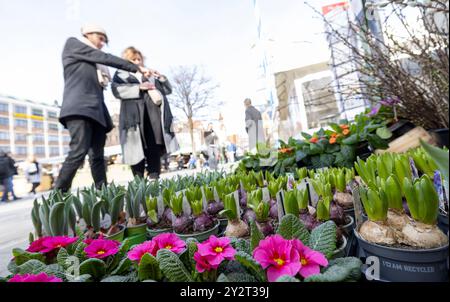 Menschen Besucher Passanten Blumen Pflanzen Frühling auf dem Viktualienmarkt in München / Datum: 21.02.2024 / *** persone visitatori passanti Fiori piante Primavera al Viktualienmarkt di Monaco Data 21 02 2024 Foto Stock