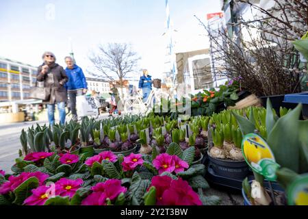 Menschen Besucher Passanten Blumen Pflanzen Frühling auf dem Viktualienmarkt in München / Datum: 21.02.2024 / *** persone visitatori passanti Fiori piante Primavera al Viktualienmarkt di Monaco Data 21 02 2024 Foto Stock