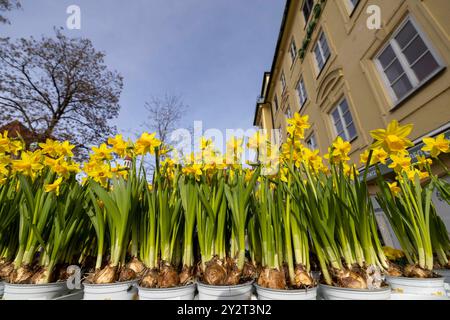 Osterglocken gelb mit Zwiebeln im Topf Blumen Pflanzen Frühling auf dem Viktualienmarkt in München / datum: 21.02.2024 / *** Daffodils Yellow with bulbs in pot Fiori piante Primavera al Viktualienmarkt di Monaco di Baviera Data 21 02 2024 Foto Stock