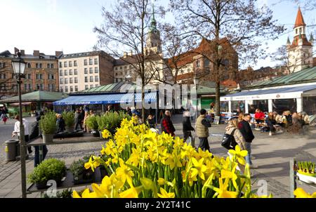 Osterglocken gelb Blumen Pflanzen Frühling auf dem Viktualienmarkt in München / Datum: 21.02.2024 / *** narcisi fiori gialli piante primavera al Viktualienmarkt di Monaco data 21 02 2024 Foto Stock