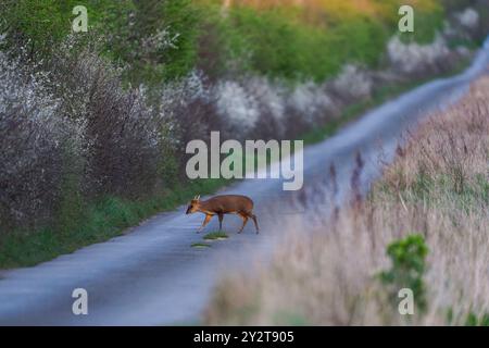 Muntjac (buck) noto anche come Muntjac di Reeves, cervo che abbaia e cervo Mastreani-Muntiacus reeversi che attraversano una strada a Norfolk al tramonto, Inghilterra Regno Unito. Foto Stock