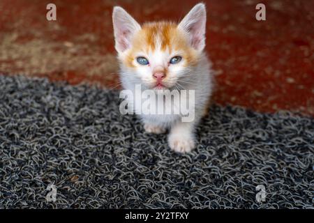 Bellissimo gattino bianco e dorato che guarda la fotocamera curiosamente scattata con Sony ALPHA 6400 Foto Stock