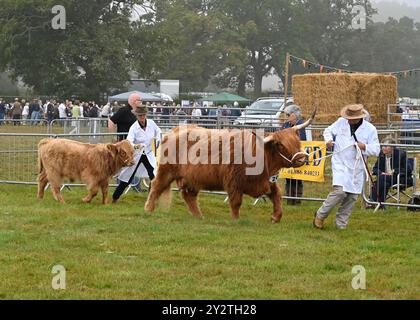 Il bestiame delle Highland giudica al Moreton in Marsh Show del 2024, Gloucestershire Foto Stock